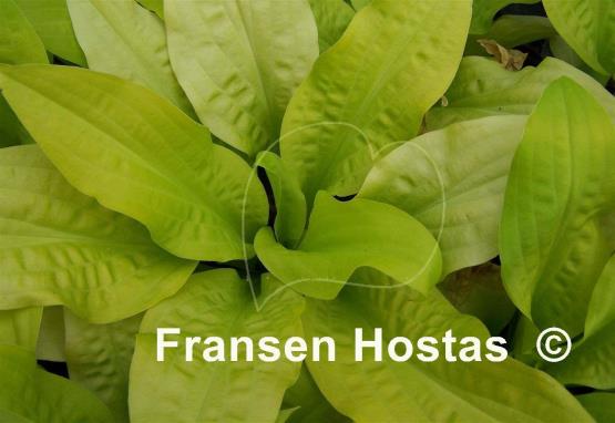 Hosta Lemon Ice